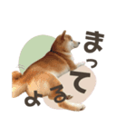 《毎日使える》柴犬ぽんずくん♡（個別スタンプ：19）