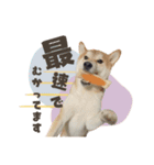 《毎日使える》柴犬ぽんずくん♡（個別スタンプ：20）