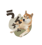 《毎日使える》柴犬ぽんずくん♡（個別スタンプ：21）
