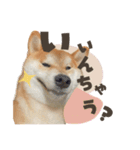 《毎日使える》柴犬ぽんずくん♡（個別スタンプ：22）