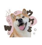《毎日使える》柴犬ぽんずくん♡（個別スタンプ：24）