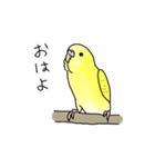 セキセイインコの可愛い1日（イエロー）（個別スタンプ：1）
