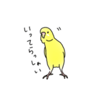 セキセイインコの可愛い1日（イエロー）（個別スタンプ：3）