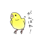 セキセイインコの可愛い1日（イエロー）（個別スタンプ：5）