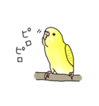セキセイインコの可愛い1日（イエロー）（個別スタンプ：10）