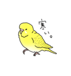 セキセイインコの可愛い1日（イエロー）（個別スタンプ：16）