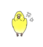 セキセイインコの可愛い1日（イエロー）（個別スタンプ：21）