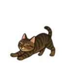 表情豊かな猫文字少なめ（個別スタンプ：1）