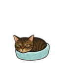 表情豊かな猫文字少なめ（個別スタンプ：4）