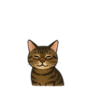 表情豊かな猫文字少なめ（個別スタンプ：5）