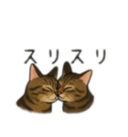 表情豊かな猫文字少なめ（個別スタンプ：6）