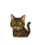 表情豊かな猫文字少なめ（個別スタンプ：7）