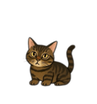 表情豊かな猫文字少なめ（個別スタンプ：11）