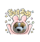 謹賀新イヤースタンプ（個別スタンプ：1）