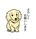 ミニチュアダックス(ロング＋クリーム)（個別スタンプ：3）
