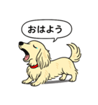 ミニチュアダックス(ロング＋クリーム)（個別スタンプ：4）