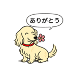 ミニチュアダックス(ロング＋クリーム)（個別スタンプ：5）