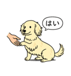 ミニチュアダックス(ロング＋クリーム)（個別スタンプ：6）