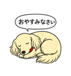 ミニチュアダックス(ロング＋クリーム)（個別スタンプ：9）