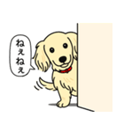 ミニチュアダックス(ロング＋クリーム)（個別スタンプ：12）