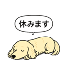 ミニチュアダックス(ロング＋クリーム)（個別スタンプ：16）
