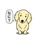 ミニチュアダックス(ロング＋クリーム)（個別スタンプ：22）