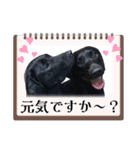 黒ラブLab283（個別スタンプ：5）