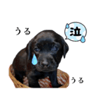 黒ラブLab283（個別スタンプ：11）