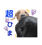 黒ラブLab283（個別スタンプ：13）