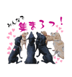 黒ラブLab283（個別スタンプ：16）