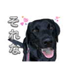 黒ラブLab283（個別スタンプ：19）