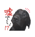 黒ラブLab283（個別スタンプ：26）