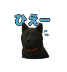 甲斐犬のかわいいスタンプ2です（個別スタンプ：5）