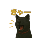 甲斐犬のかわいいスタンプ2です（個別スタンプ：7）