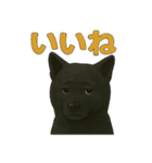 甲斐犬のかわいいスタンプ2です（個別スタンプ：8）