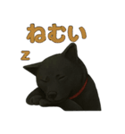 甲斐犬のかわいいスタンプ2です（個別スタンプ：17）