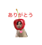 ありがとうもなかのもんちゃん（個別スタンプ：2）