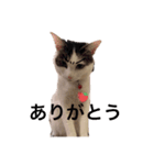 ありがとうもなかのもんちゃん（個別スタンプ：4）