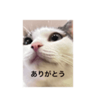 ありがとうもなかのもんちゃん（個別スタンプ：8）