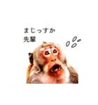 ツイートする動物たち（個別スタンプ：2）