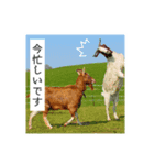 ツイートする動物たち（個別スタンプ：3）