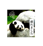 ツイートする動物たち（個別スタンプ：6）