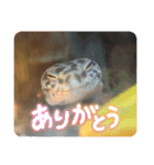はちゅうるいまみれ（個別スタンプ：2）