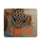 はちゅうるいまみれ（個別スタンプ：5）