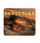 はちゅうるいまみれ（個別スタンプ：8）