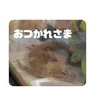 はちゅうるいまみれ（個別スタンプ：9）