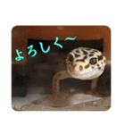 はちゅうるいまみれ（個別スタンプ：10）