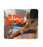 はちゅうるいまみれ（個別スタンプ：11）