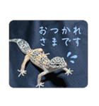 はちゅうるいまみれ（個別スタンプ：13）