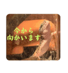 はちゅうるいまみれ（個別スタンプ：15）